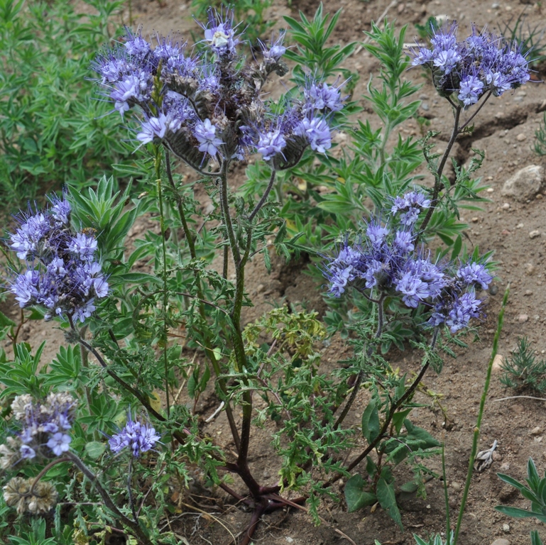 Изображение особи Phacelia tanacetifolia.