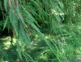 Taxodium distichum. Верхушка ветви. Краснодарский край, Сочи, парк \"Южные Культуры\". 12.07.2015.
