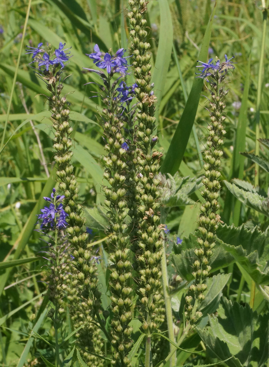Image of Veronica longifolia specimen.