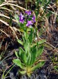 Primula nivalis