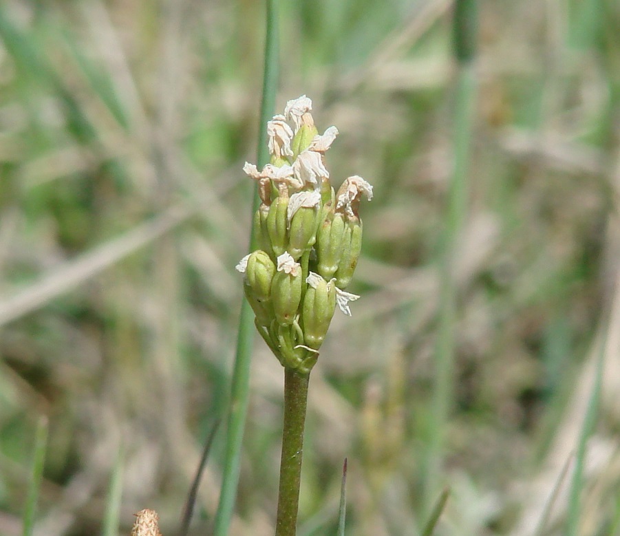 Image of Primula serrata specimen.