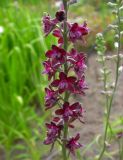 Delphinium puniceum