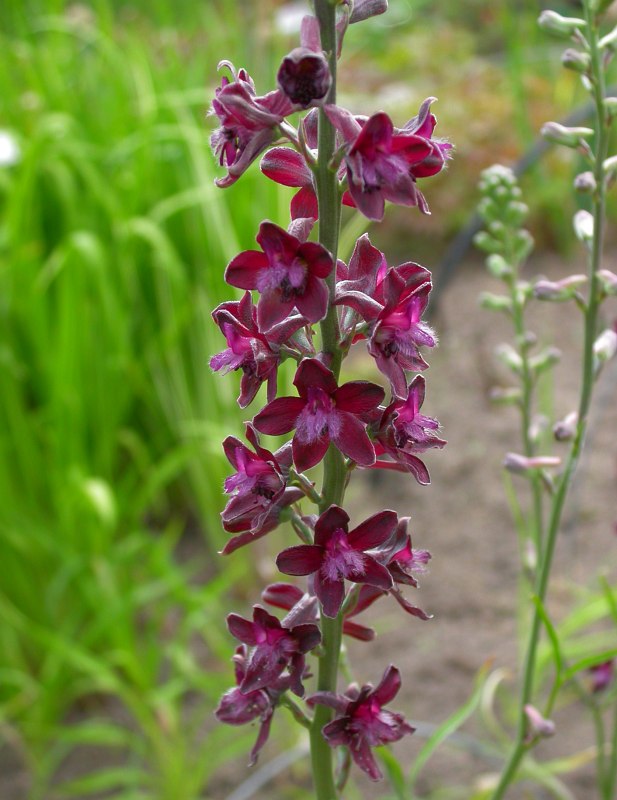 Image of Delphinium puniceum specimen.