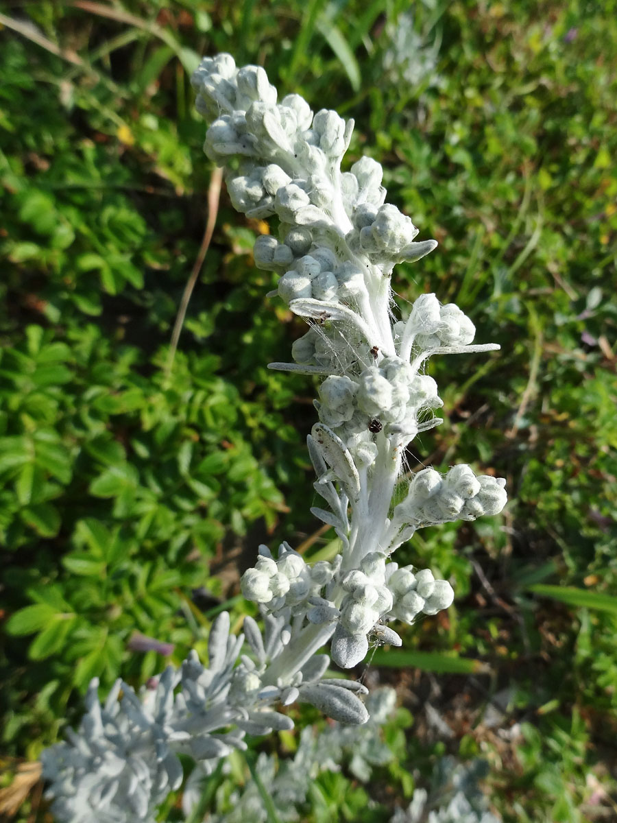 Image of Artemisia stelleriana specimen.