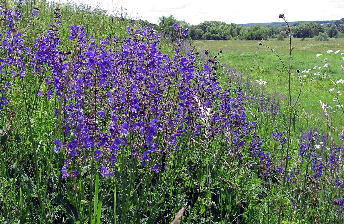 Изображение особи Salvia pratensis.