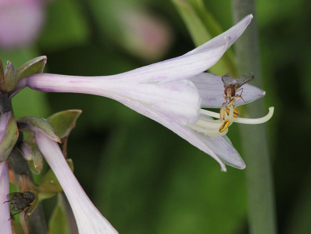 Image of Hosta fortunei specimen.