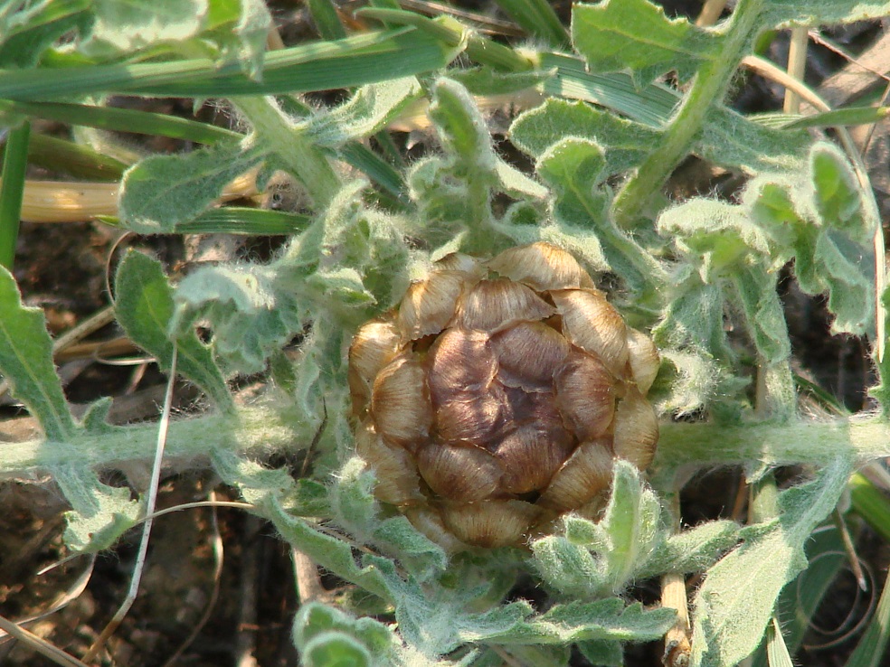 Image of Stemmacantha uniflora specimen.