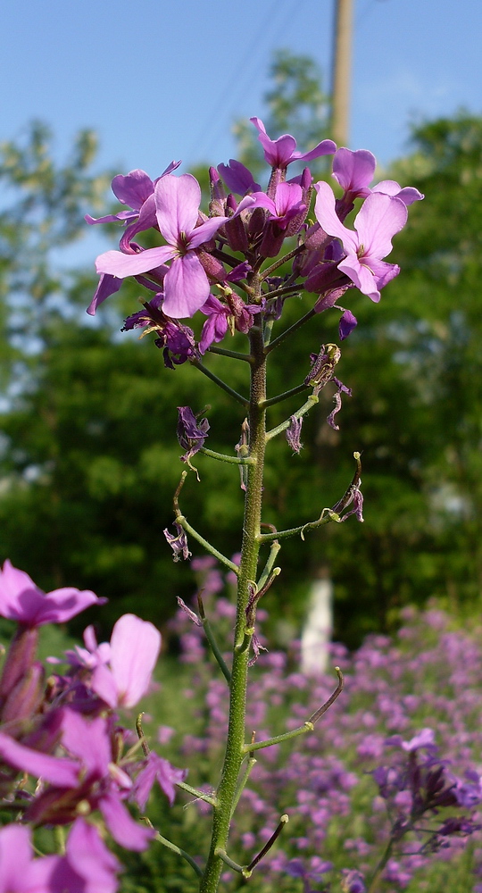 Изображение особи Hesperis pycnotricha.