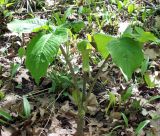 Arisaema triphyllum