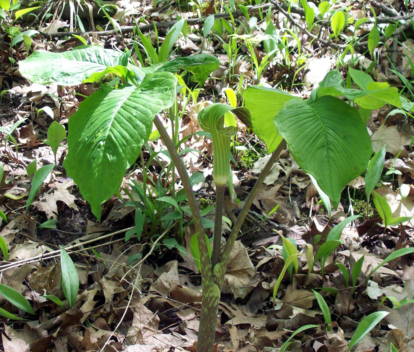 Изображение особи Arisaema triphyllum.