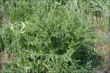 genus Carduus