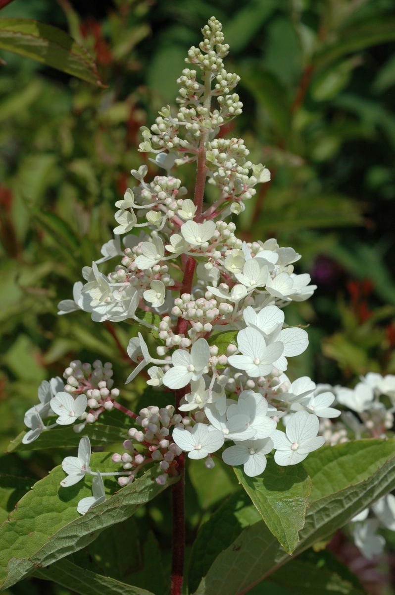 Изображение особи Hydrangea paniculata.