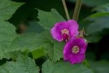 Rubus odoratus. Цветки. Республика Алтай, Шебалинский р-н, с. Камлак, Горно-Алтайский ботанический сад, экспозиция. 29.06.2015.