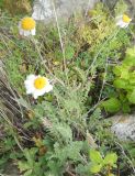 Richteria pyrethroides