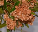 Dodonaea viscosa. Соплодия со зрелыми плодами на верхушках веточек; var. purpurea. Израиль, Шарон, пос. Кфар Шмариягу, в культуре в озеленении. 31.05.2015.