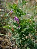 Vicia nervata