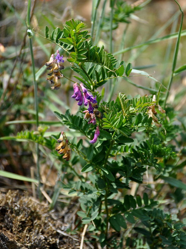 Изображение особи Vicia nervata.