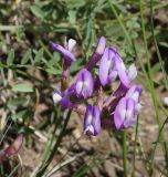 Astragalus ceratoides