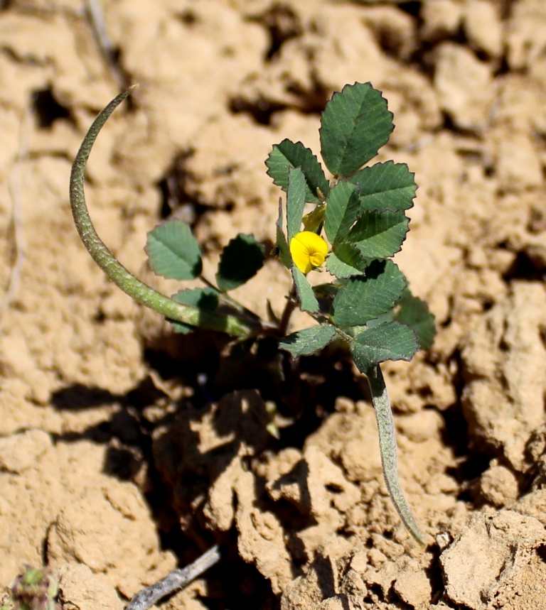 Image of Trigonella geminiflora specimen.