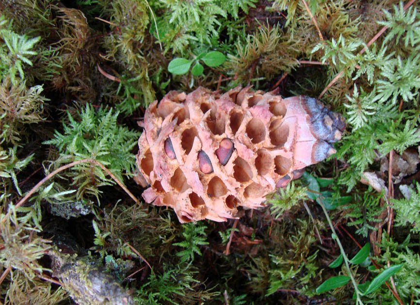 Изображение особи Pinus sibirica.