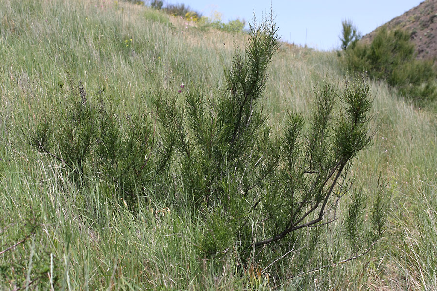 Image of Spiraeanthus schrenkianus specimen.