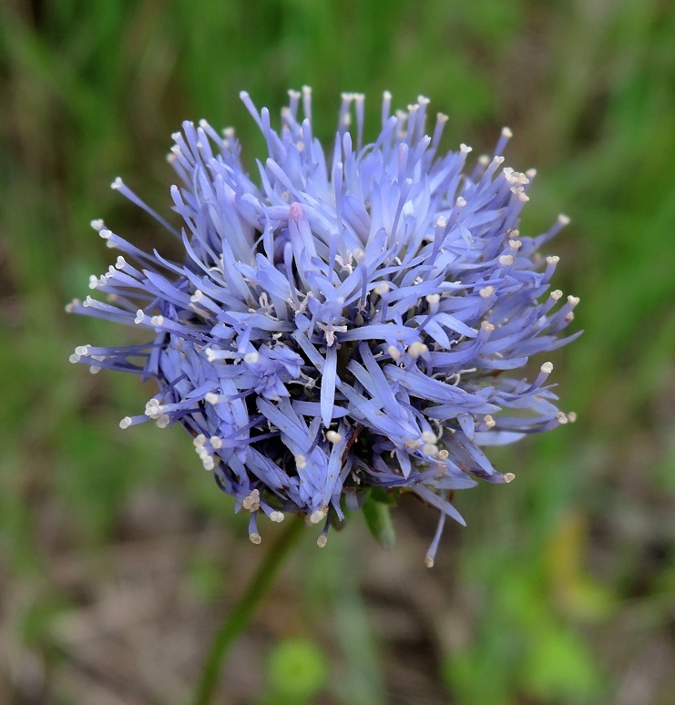 Image of Jasione montana specimen.