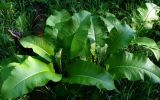 Inula helenium. Вегетирующие растения. Донецк, болотистое место. 30.05.2013.