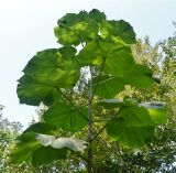 Paulownia tomentosa