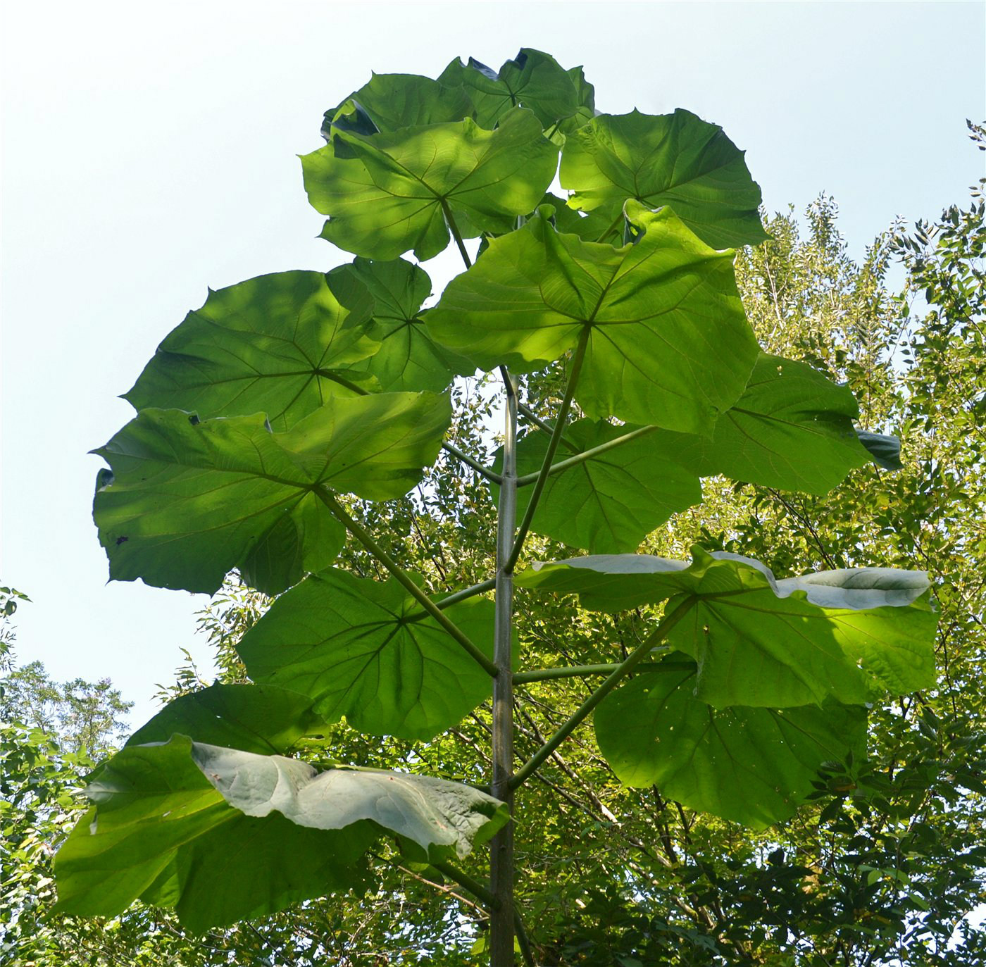 Изображение особи Paulownia tomentosa.