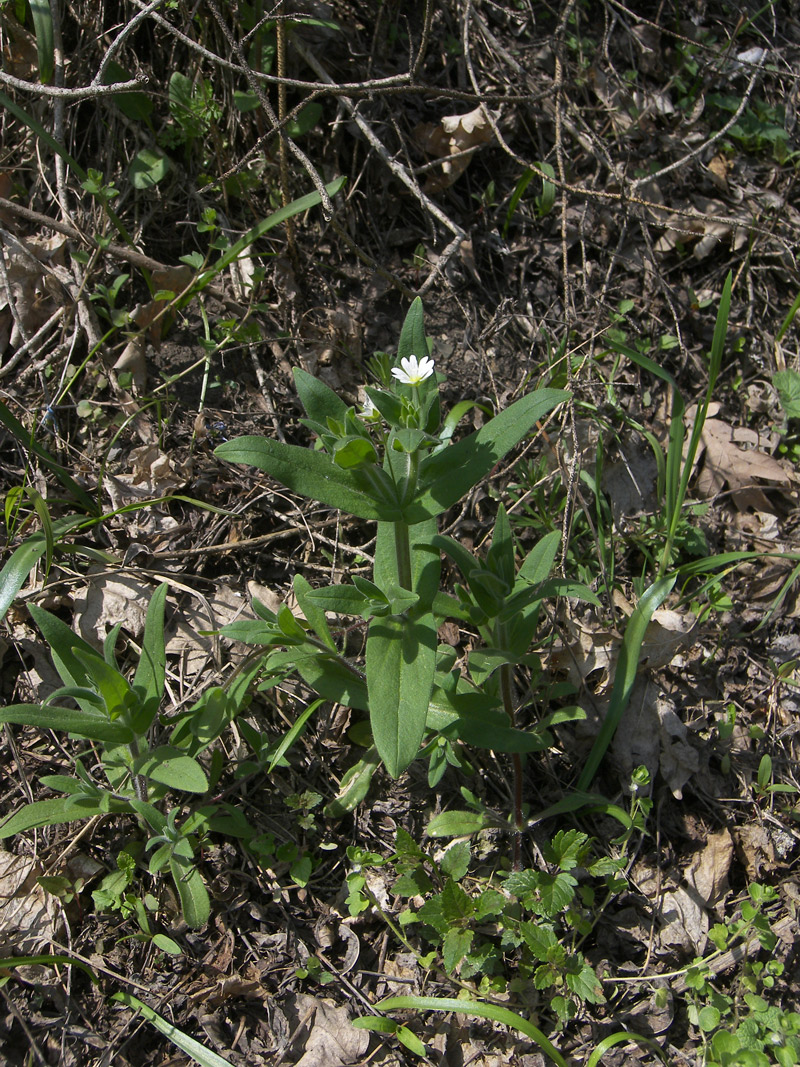 Image of Cerastium nemorale specimen.