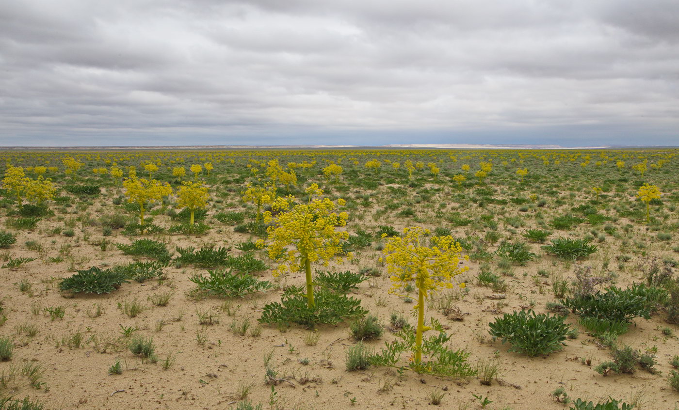 Изображение особи Ferula foetida.