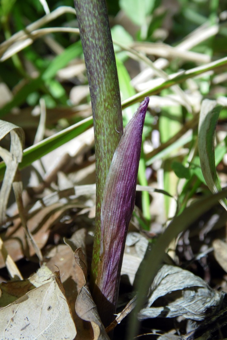 Image of Polygonatum glaberrimum specimen.