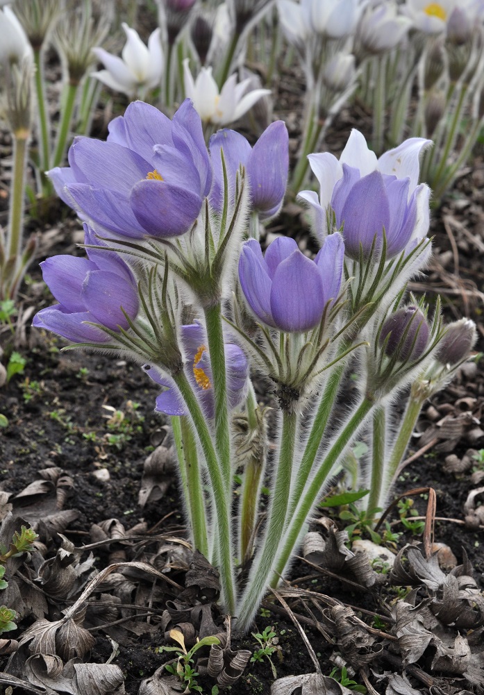 Изображение особи Pulsatilla patens.