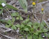 Bellis annua