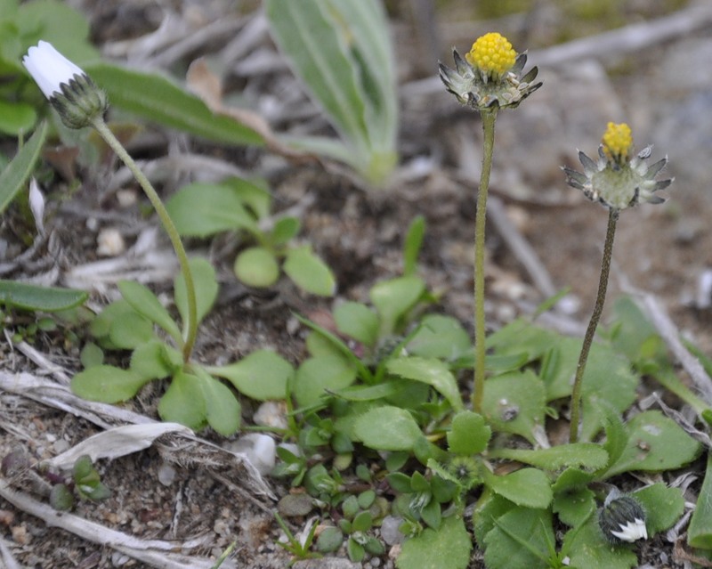 Image of Bellis annua specimen.