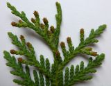 Thuja occidentalis