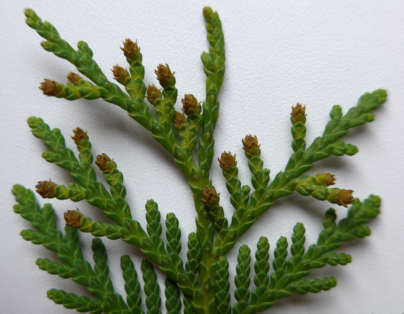 Image of Thuja occidentalis specimen.