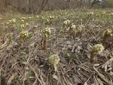 Petasites spurius