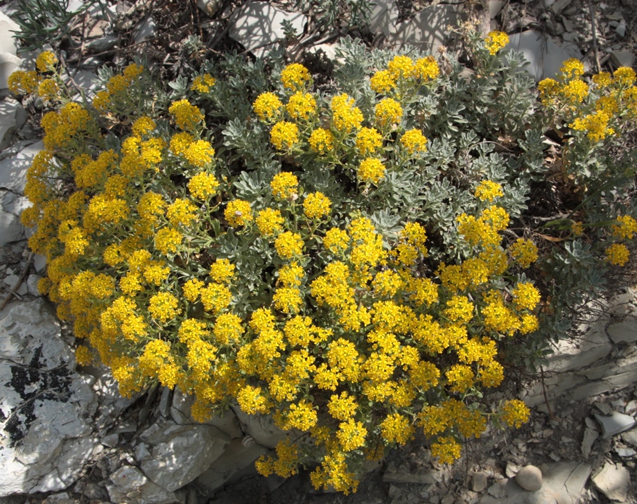 Изображение особи Odontarrhena obtusifolia.