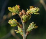 Quercus robur. Развивающиеся листья на верхушке побега и кормящиеся муравьи. Московская обл., Раменский р-н, окр. ж.-д. платформы Хрипань, просека под ЛЭП. 06.05.2016.