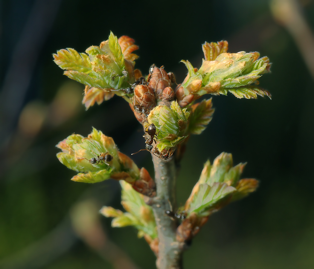 Изображение особи Quercus robur.