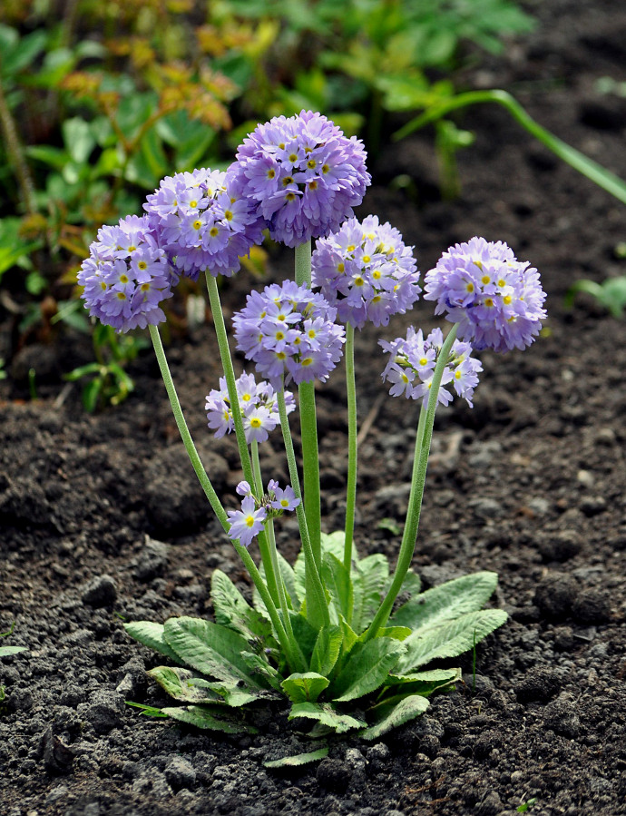 Image of Primula denticulata specimen.