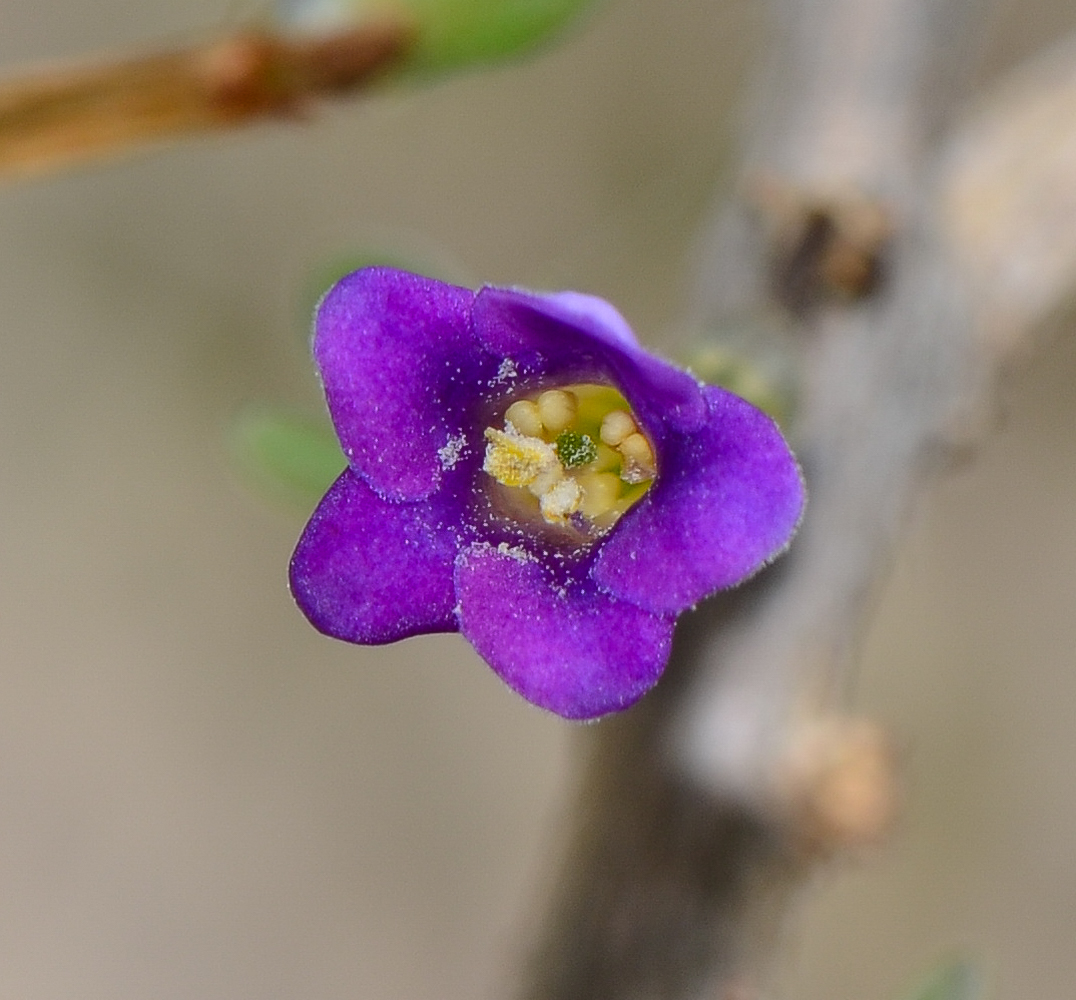 Image of Lycium intricatum specimen.