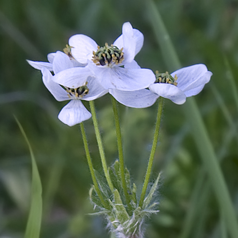 Изображение особи Anemonastrum crinitum.