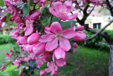 Malus &times; purpurea