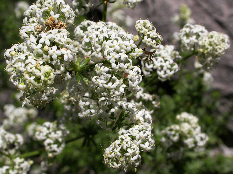 Изображение особи Galium mollugo.