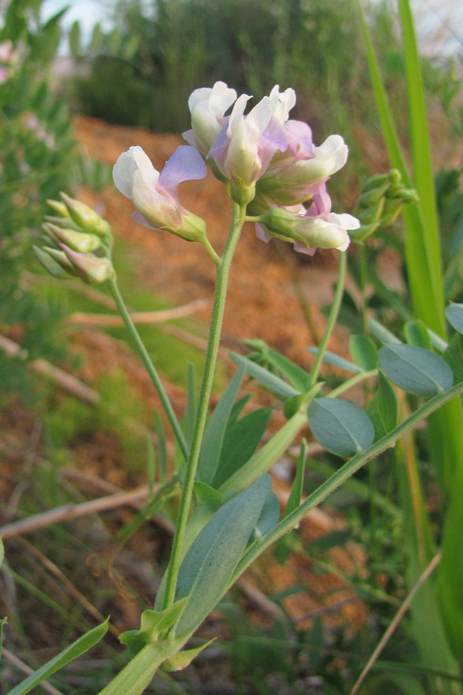 Изображение особи Lathyrus incurvus.