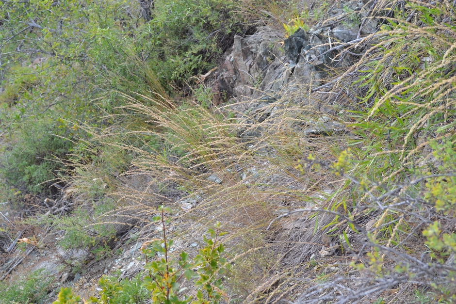 Image of Melica virgata specimen.