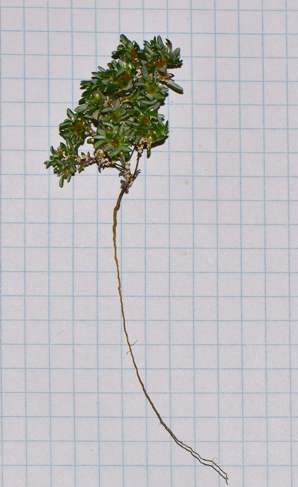 Изображение особи Ifloga spicata ssp. obovata.