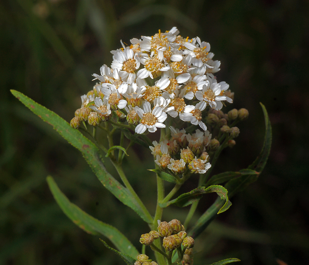 Изображение особи Achillea cartilaginea.